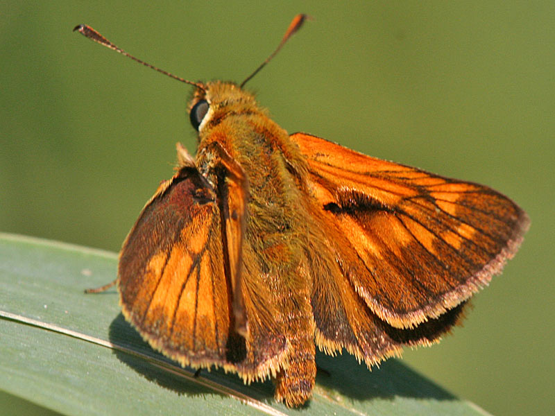Rostfarbiger Dickkopffalter Ochlodes sylvanus ( venatus ) Large Skipper