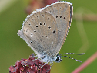 Mnnchen Heller Wiesenknopf-Ameisenbluling Glaucopsyche ( Maculinea ) teleius Scarce Large Blue