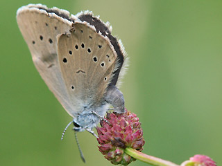 Eiablage Weibchen Heller Wiesenknopf-Ameisenbluling Glaucopsyche ( Maculinea ) teleius Scarce Large Blue
