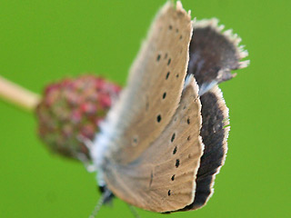 Weibchen Heller Wiesenknopf-Ameisenbluling Glaucopsyche ( Maculinea ) teleius Scarce Large Blue