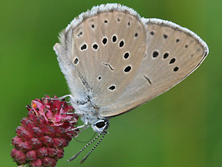 Heller Wiesenknopf-Ameisenbluling Glaucopsyche ( Maculinea ) teleius Scarce Large Blue