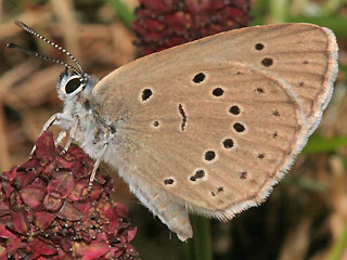Heller Wiesenknopf-Ameisenbluling Glaucopsyche ( Maculinea ) teleius Scarce Large Blue