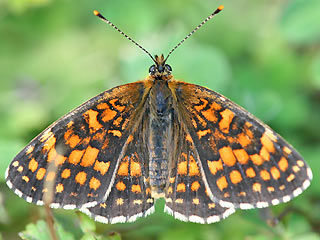Baldrian-Scheckenfalter Silber-Scheckenfalter Melitaea diamina False Heath Fritillary