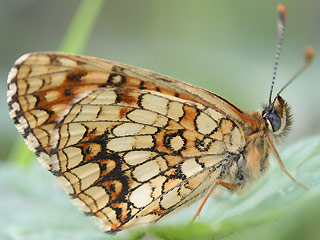 Baldrian-Scheckenfalter Silber-Scheckenfalter Melitaea diamina False Heath Fritillary