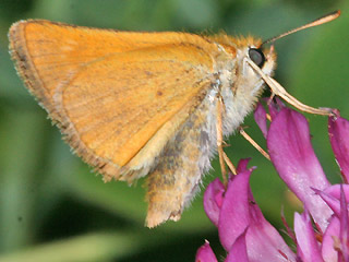 Unterseite Mattscheckiger Braun-Dickkopffalter Thymelicus acteon Lulworth Skipper