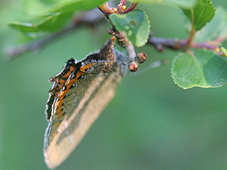 Weibchen bei Eiablage Pflaumen-Zipfelfalter Satyrium pruni Black Hairstreak 