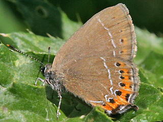 Pflaumen-Zipfelfalter Satyrium pruni Black Hairstreak 