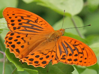 Mnnchen Kaisermantel Argynnis paphia Silver-washed Fritillary 