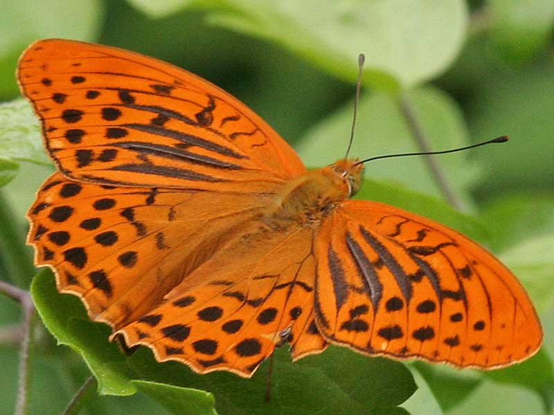  Kaisermantel Argynnis paphia Silver-washed Fritillary 