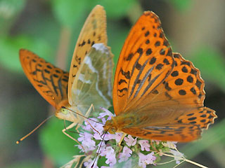 Mnnchen Kaisermantel Argynnis paphia Silver-washed Fritillary