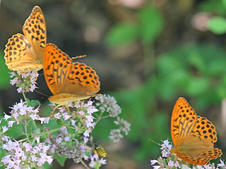 1 Weibchen und 2 Mnnchen Kaisermantel Argynnis paphia Silver-washed Fritillary