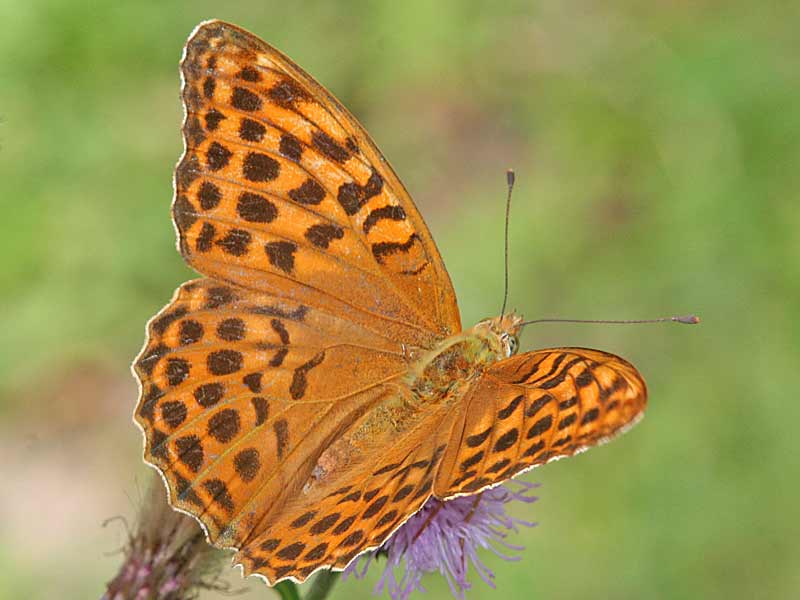  Kaisermantel Argynnis paphia Silver-washed Fritillary 