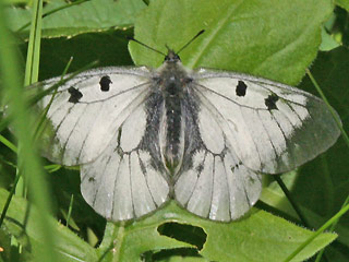 Schwarzer Apollo Parnassius mnemosyne Clouded Apollo