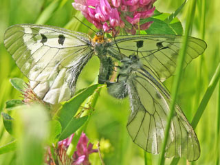 Paarung (Versuch) Schwarzer Apollo Parnassius mnemosyne Clouded Apollo