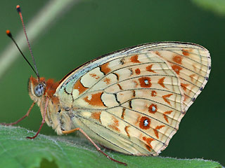 Mnnchen Mittlerer Perlmutterfalter Argynnis (Speyeria) niobe f.eris Niobe Fritillary