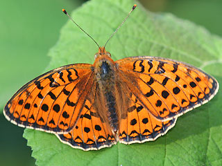 Mnnchen Mittlerer Perlmutterfalter Argynnis (Speyeria) niobe f.eris Niobe Fritillary