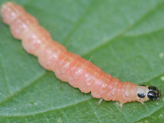 verfrbte Raupe vor berwinterung Brennnesselznsler  Eurrhypara hortulata  Small Magpie