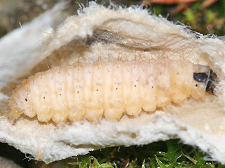 Raupe nach berwinterung Brennnesselznsler  Eurrhypara hortulata  Small Magpie