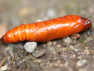 Puppe Brennnesselznsler  Eurrhypara hortulata  Small Magpie