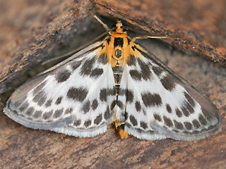 Falter Brennnesselznsler  Eurrhypara hortulata  Small Magpie