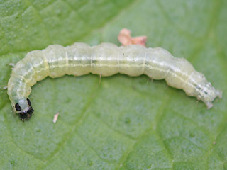 Raupe Brennnesselznsler  Eurrhypara hortulata  Small Magpie