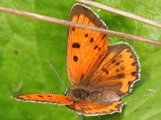 Weibchen Groer Feuerfalter Lycaena dispar Large Copper