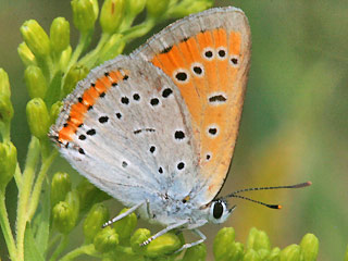 Unterseite Groer Feuerfalter Lycaena dispar Large Copper