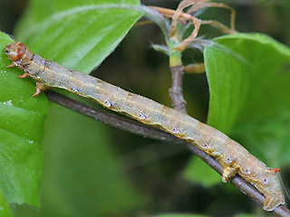 Erwachsene Raupe Federfühler-Herbstspanner Colotois pennaria Feathered Thorn