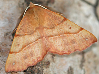 Federfühler-Herbstspanner Colotois pennaria Feathered Thorn
