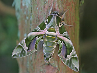 Oleanderschwärmer Daphnis nerii Oleander Hawk-moth