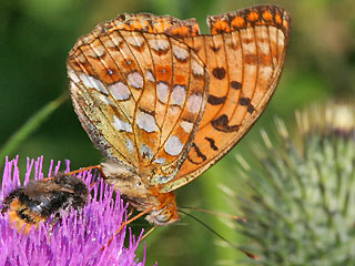 Unterseite Feuriger Perlmutterfalter M�rzveilchen-Perlmutterfalter Argynnis adippe Fabriciana  High Brown Fritillary