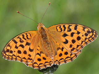 Weibchen Feuriger Perlmutterfalter Mrzveilchen-Perlmutterfalter Argynnis adippe Fabriciana  High Brown Fritillary