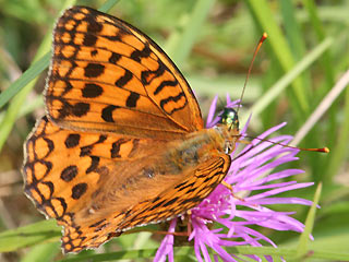 Weibchen Feuriger Perlmutterfalter Mrzveilchen-Perlmutterfalter Argynnis adippe Fabriciana  High Brown Fritillary