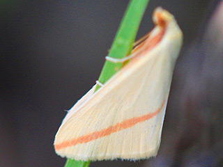 Rhodometra sacraria The Vestal Teneriffa Fuerteventura Gran Canaria Lanzarote La Palma La Gomera El Hierro