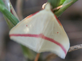 Rhodometra sacraria The Vestal
