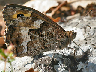 Rostbinde Ockerbindiger Samtfalter Hipparchia semele Grayling 