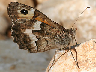 Rostbinde Ockerbindiger Samtfalter Hipparchia semele Grayling 