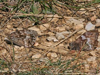 Balz Rostbinde Ockerbindiger Samtfalter Hipparchia semele Grayling 