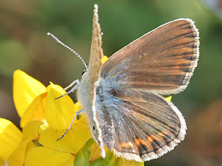 Weibchen Geiklee-Bluling Argus-Bluling Plebeius argus Silver-studded Blue