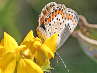 Weibchen Geiklee-Bluling Argus-Bluling Plebeius argus Silver-studded Blue