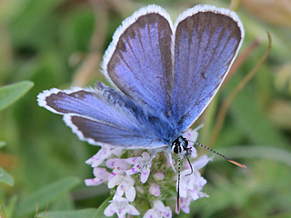 Mnnchen Geiklee-Bluling Argus-Bluling Plebeius argus Silver-studded Blue