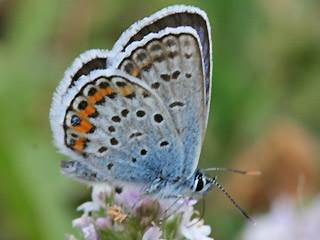 Mnnchen Geiklee-Bluling Argus-Bluling Plebeius argus Silver-studded Blue