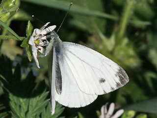 Mnnchen Rapsweiling Pieris napi Green-veined White