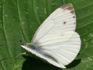 Mnnchen Rapsweiling Pieris napi Green-veined White