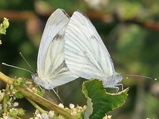 Paarung Rapsweiling Pieris napi Green-veined White