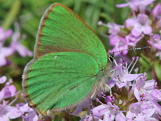 Grner Zipfelfalter Callophrys rubi Green Hairstreak