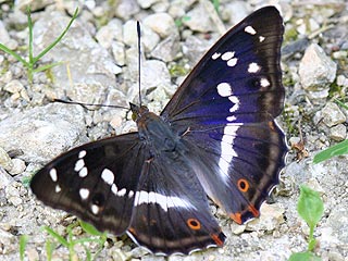 Männchen Großer Schillerfalter Apatura iris Purple Emperor