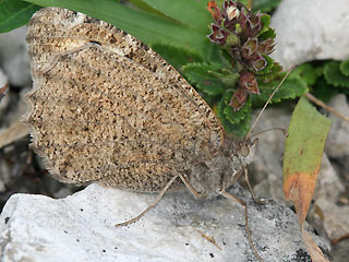 Weibchen Berghexe Chazara briseis The Hermit