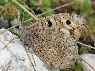 Weibchen Berghexe Chazara briseis The Hermit