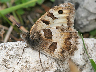 Mnnchen Berghexe Chazara briseis The Hermit
